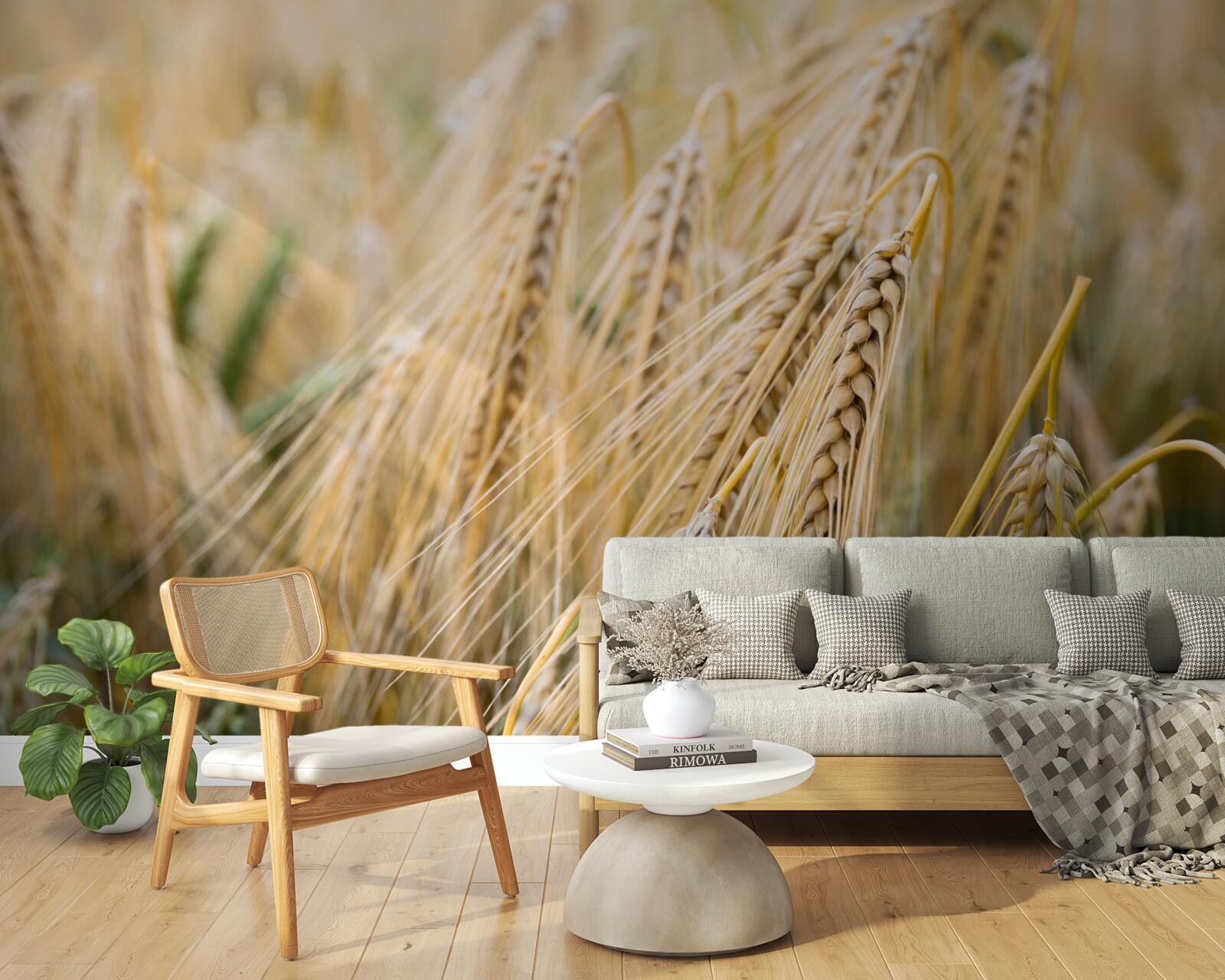 Фотошпалери поле дозріваючих колосків пшениці