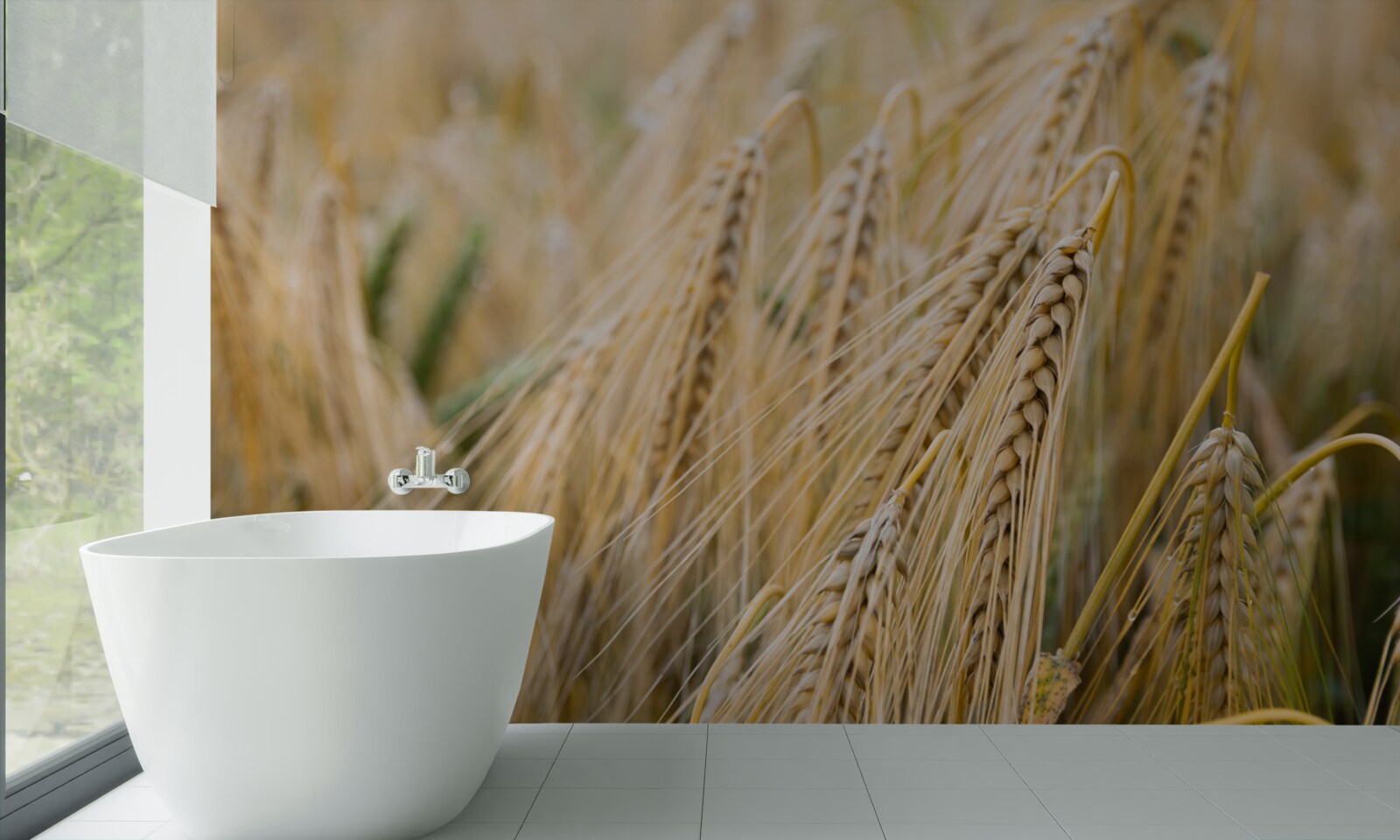 Фотошпалери поле дозріваючих колосків пшениці