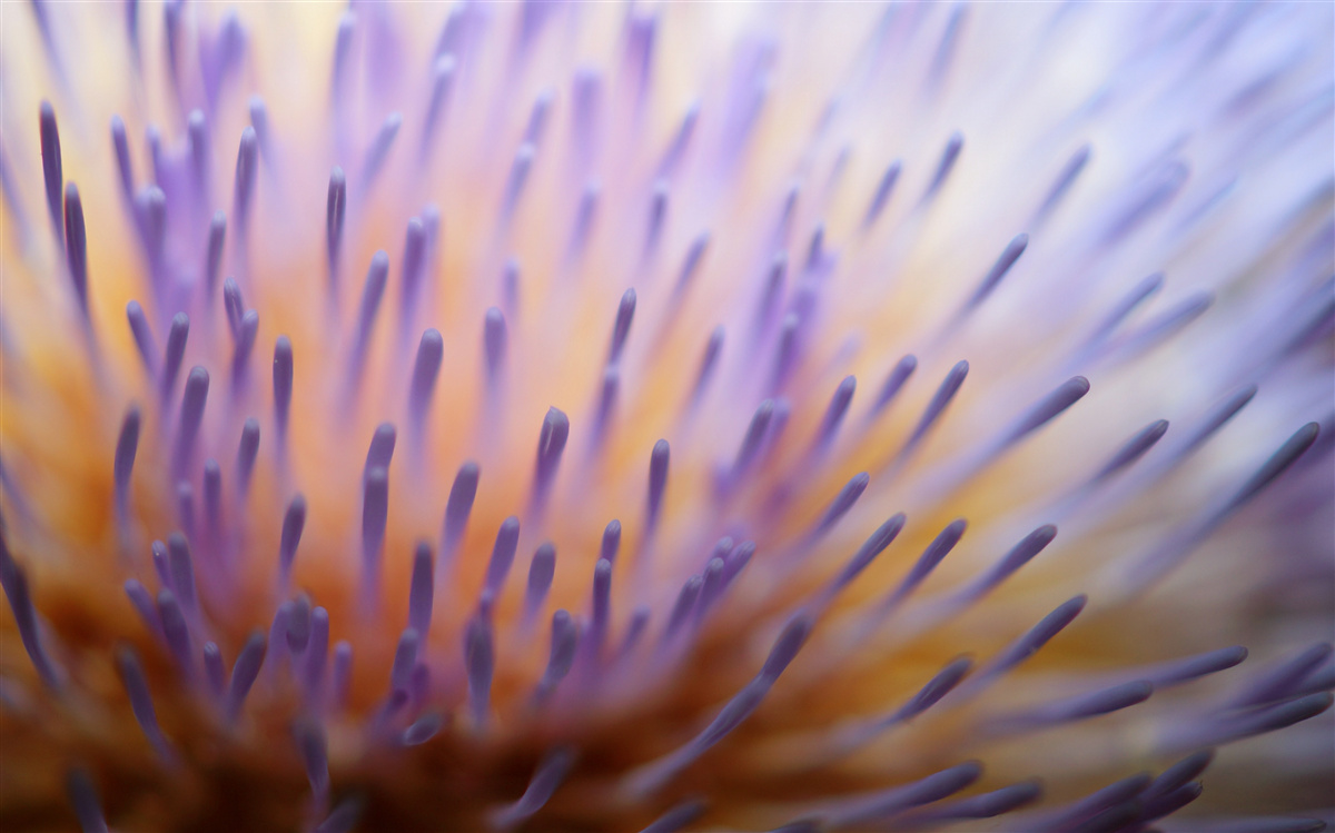 Фотошпалери Будяк бузковий з Шотландії